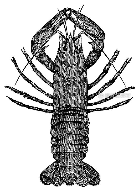 小龙虾|古董动物插图